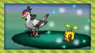 Live Shiny Sunkern After 14,344 Random Encounters! (Pokémon White)