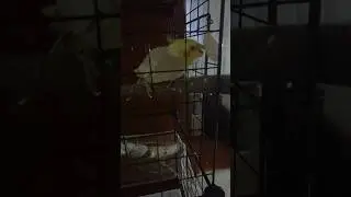 как попугаи едят мел?
