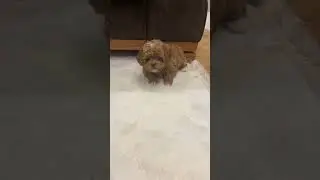 Мальчик продан. #мальтипу #мальтипумосква #мальтипумини #maltipoo #щенкимальтипу