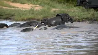 African Elephants playing in the water