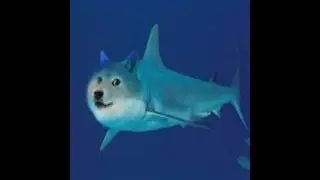 A wild shark attack captured on camera!