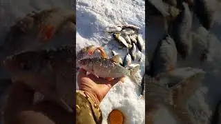 Большая рыба чебак