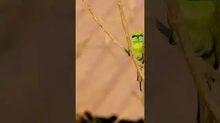 "Stunning Green Bee-Eater Captures Hearts Perched on a Tree Branch 🌿✨"#shots #birds