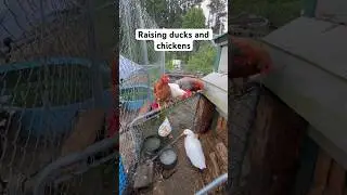 Raising backyard ducks and chickens, living together #shorts #backyardchickens