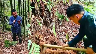 Vietnamese people's ways to find early-season bamboo shoots