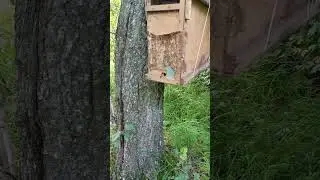 Поймал Рои пчёл 🐝 тюменская область подпишись
