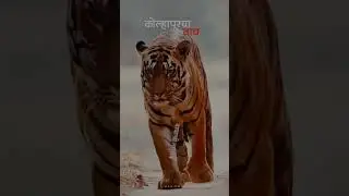 WAGHACHi TALiM SONG DJ ONKYA_09 (call no 7385513490) #trending#shorts #waghachitalim#kolhapur #viral