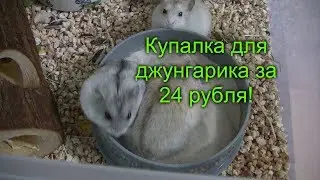 Купалка для джунгарика за 24 рубля!