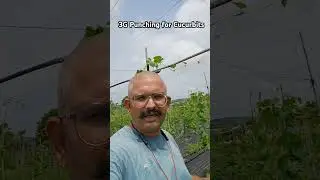 3G Cutting/Pinching for Ridge Gourd, Bitter Gourd, Snake Gourd #3gcutting #organicfarming #pinching