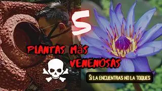 TOP: Las 5 PLANTAS más VENENOSAS del mundo