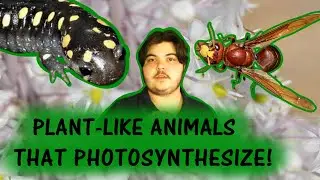 Animals That Photosynthesize // Exploring Exotics