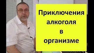 Что происходит с алкоголем в организме.