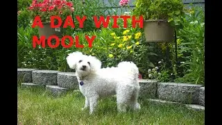 MOLLY'S VLOG | Grooming + Tricks