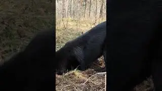 Тузик экскаватор!!!Может работать круглосуточно)))))