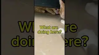 The Kitten Thinks It’s being Haunted 