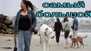 САМАЯ БОЛЬШАЯ СОБАКА В МИРЕ. НЕМЕЦКИЙ ДОГ. ВЫСОКИЙ. КРУПНЫЙ. ТЯЖЁЛЫЙ. САМЕЦ.