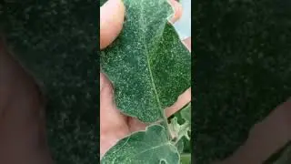 Дачникам на заметку.... Паутинный клещ