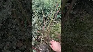 Інфекційний опік троянд ЯК ЛІКУВАТИ?