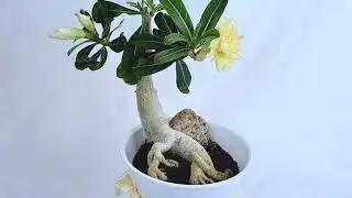 🌺 Адениум сорт Tweety (хамелеон)