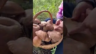 Собираю разные грибы #ЯжеВика