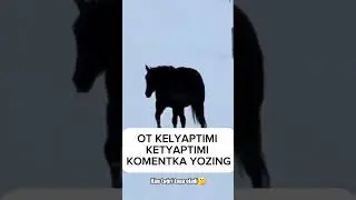 🧠 Ақл даражаси юқори инсонлар учун ажойиб видео топишмоқ!Видeодаги от келаяптими ёки кетаяптими?