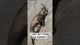 Они Сломали Гравитацию: Горные Козлы
