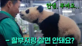 푸바오 다큐멘터리가 떴다..🐼💧 대한민국에서 태어난 최초의 전설의 판다..'푸바오' 할부지와의 눈물나는 이야기 [안녕, 할부지]