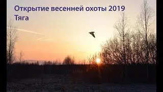 Охота на вальдшнепа 2019
