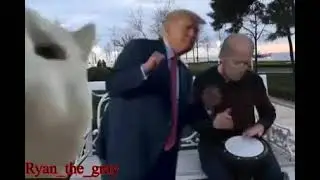 Trump et Joe Biden danse sur du tamtam avec un chat
