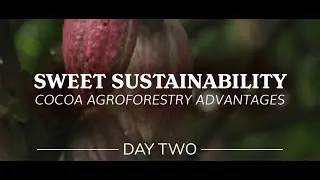 DAY TWO: Sweet Sustainability | Cocoa Agroforestry Advantages