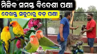 ପକ୍ଷୀ ମାନଙ୍କର ଗନ୍ତାଘର || How to Start All type of Exotic bird farming in Odisha.
