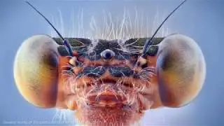 35AWARSD 2017 - Macro nomination