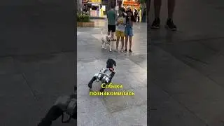 🤖Робот-такса Играет с Живым Лабрадором🐶 10 ноября 2023 г.