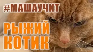 Милый Рыжий котик / Вычесываем терпеливого кота моей старшей сестры Лили правильно / Маша учит