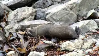 Really lazy seals in Kiakoura, New Zealand