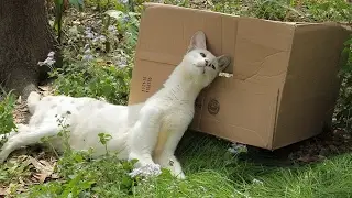 Rare White Serval's Funnest Moments