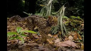 What the Feline: Wild Cats Are Not Pets