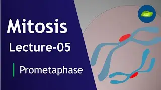 Mitosis Lecture-05 | Prometaphase | Mitosis | Cell Division | Cell Biology | Basic Science Series