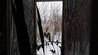 Повесили за окном кормушку, синички такие милые 💕