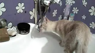Котэ не пьёт из миски😾😀