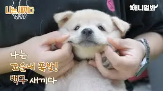 나는 태어난 지 40일 된 백구 새끼다 [애니멀봐 나새끼 89호]ㅣI’m A 40 Day Old Baekgu Puppy [89th lead]