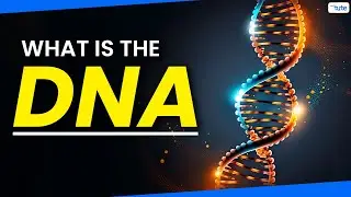 What is the DNA? | What is the Function of DNA? | Letstute