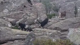 Bergziegen Capu d'Orto, Corse