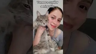 Vamos a cepillar a mi gatito Trunks #gatos 💙