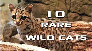 10 Rare Wild Cats (You've Never Heard Of)