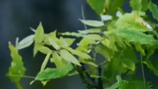 Natural video...❤️❤️ Natural video graphy 2024