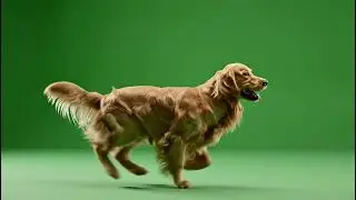 Cinematic 020 - Green Screen - Chroma Key - Animal 4K - Dog Running VFX Overlay Footage