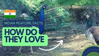 Interesting Facts About Peacocks | Indian Peafowl 🦚- Encyclopedia About Animals