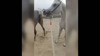 Horse mating with her patner🤣🤣