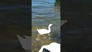 Geese say hello!!!!! #shorts #geese #nature #fun #sunny sunn